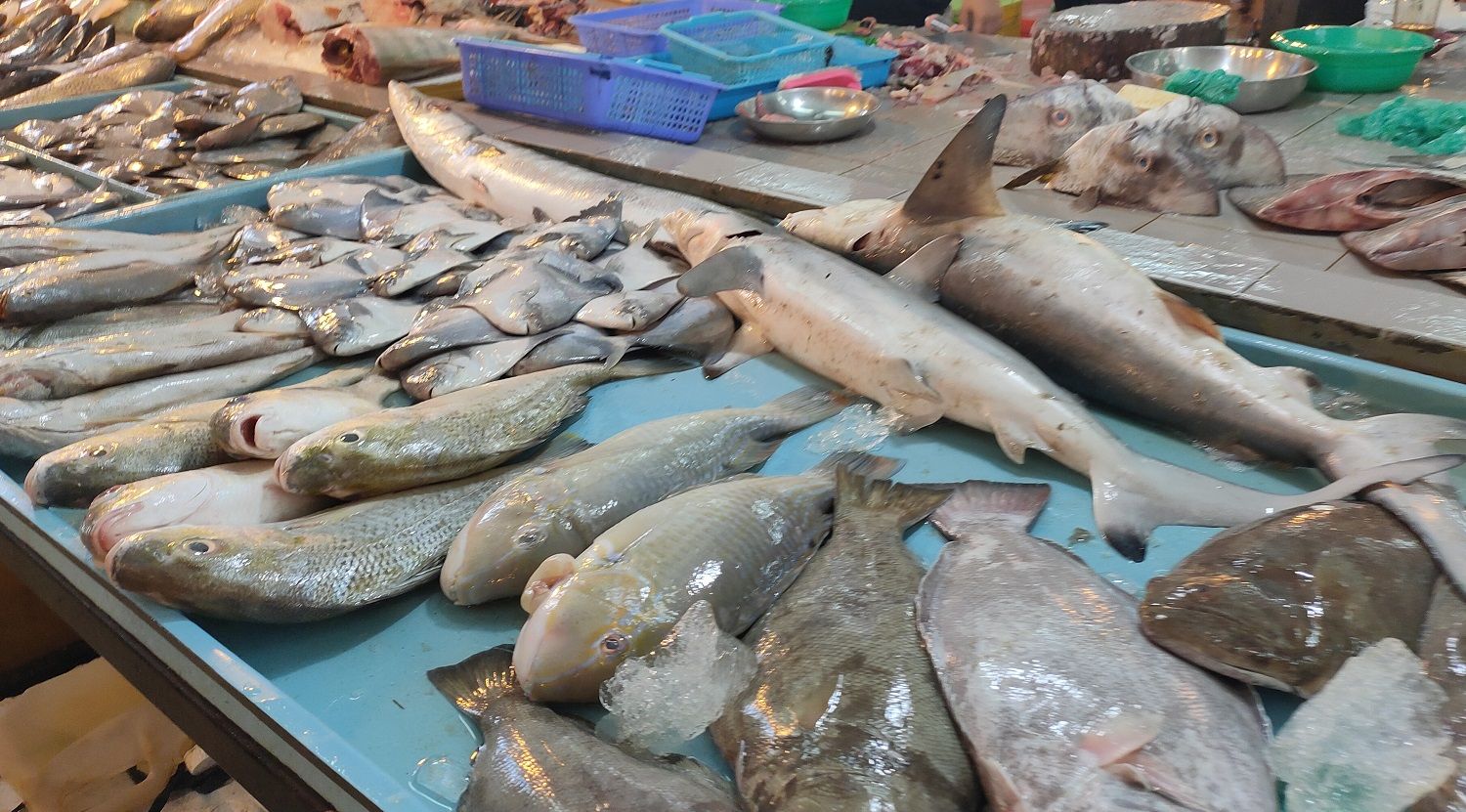 Aneka ikan. | Dokumentasi Pribadi