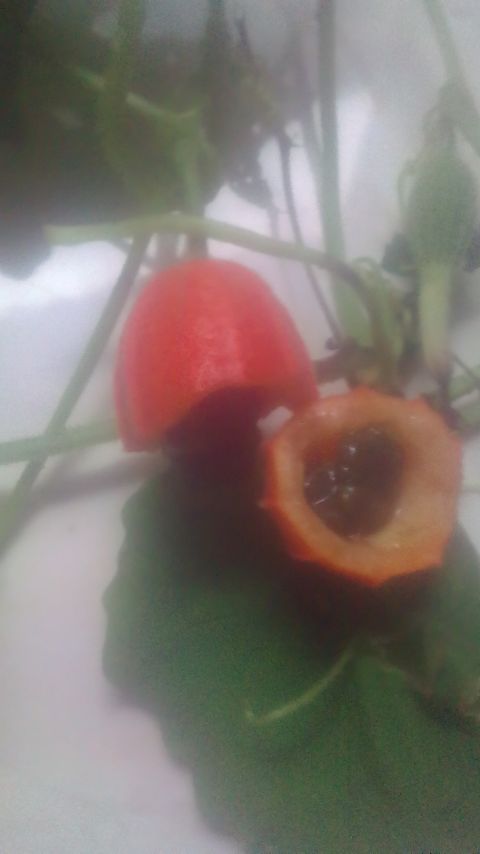 Buah unik, luarnya seperti gambas, warnanya merah menyala, dalamnya seperti markisa, rasanya pahit, daunnya seperti anggur, tumbuh merambat--dokpri