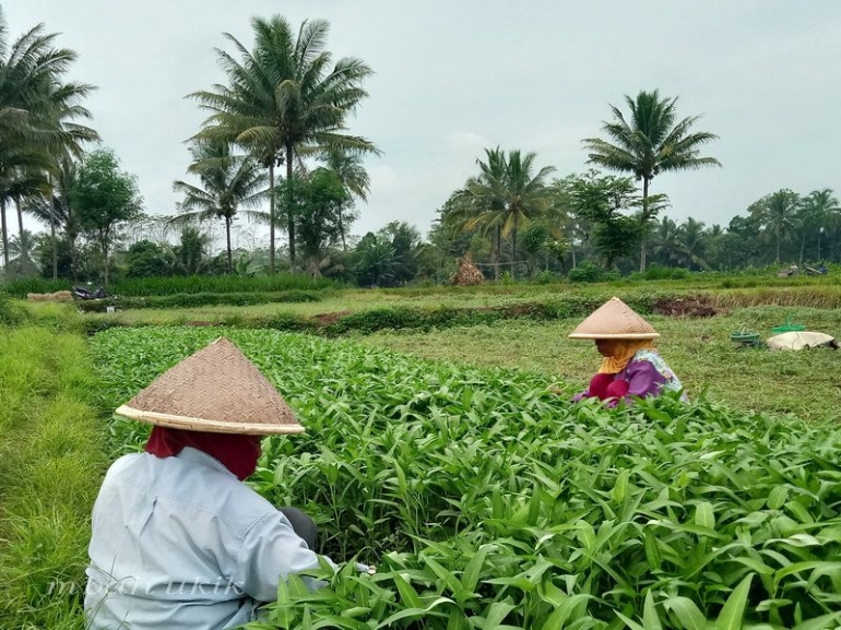 Panen kangkung darat. Dokpri