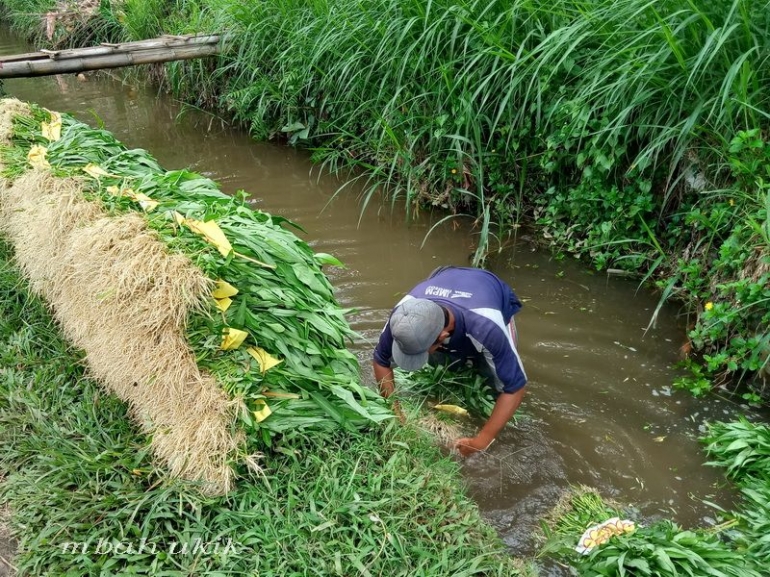 Mencuci di parit, makanya sebelum dimasak harus cuci lagi yang bersih. Dokpridulu