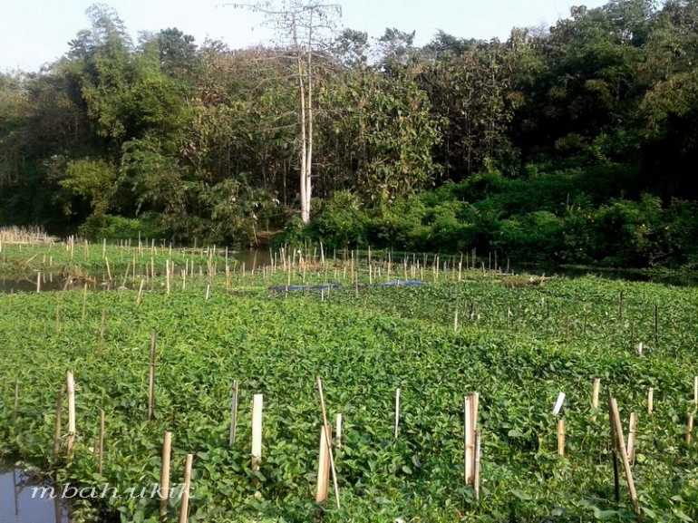 Kangkung air di Wendit Malang. Dokpri