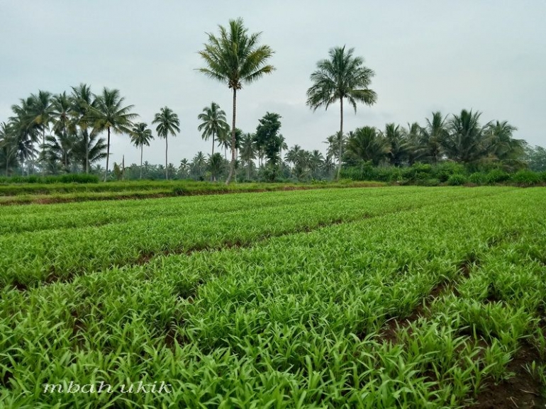 Kangkung darat lima hari lagi panen. Dokpri