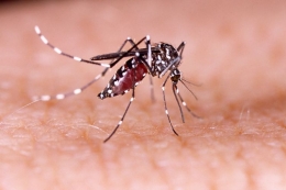 Ilustrasi nyamuk Aedes Aegypti (KOMPAS)