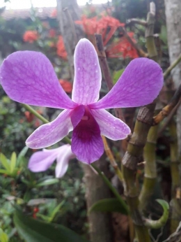 Dendrobium. Photo by Ari