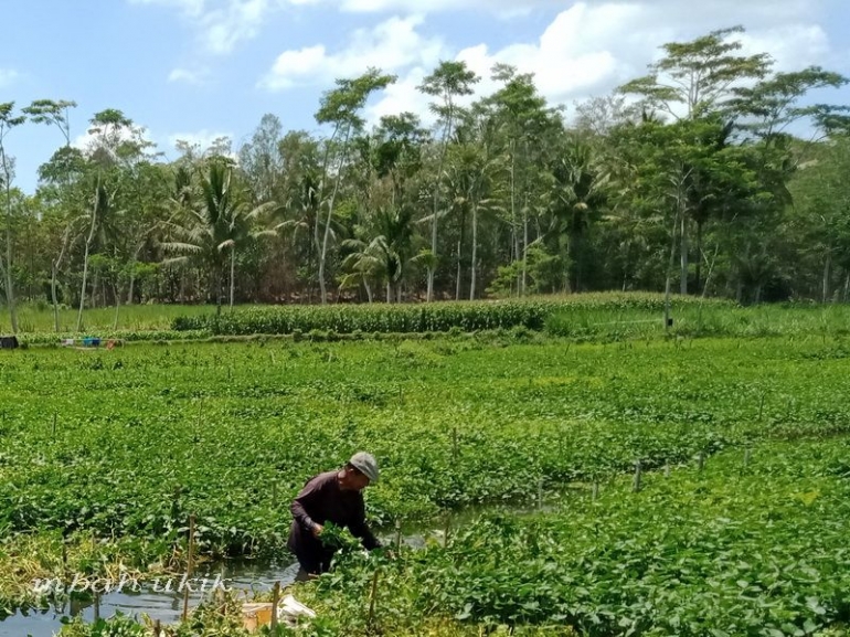 Kangkung air di Sumber Sira Malang. Dokpri