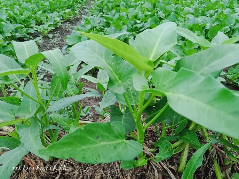 Kangkung urang tumbuh liar di pematang. Dokpri