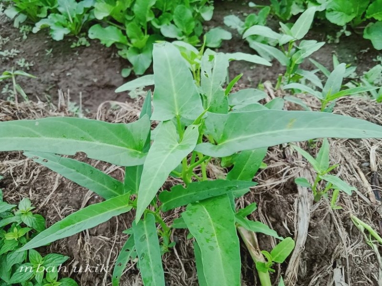 Kangkung liar juga. Dokpri