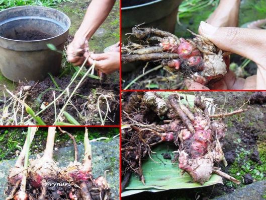 Memanen jahe merah dari pot (dok pri)