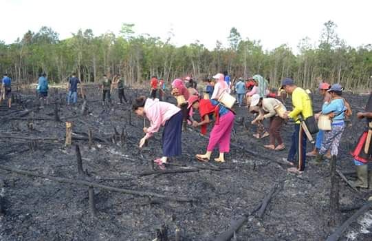  Foto saat masyarakat Simpang ketika menjalankan tradisi menanam padi di ladang. Foto dok : Michael Yundaliza