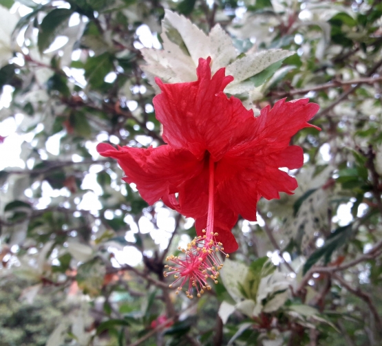 Bunga sepatu dengan daun variegata. (Foto: Wahyu Sapta).