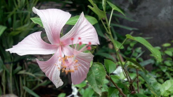 15 Jenis  Tanaman Bunga  yang Bisa Mempercantik Halaman  15 Jenis  Tanaman Bunga  yang Bisa Mempercantik Halaman