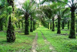 Perkebunan kelapa sawit juga menjadi paru-paru penyedia oksigen untuk Bumi. (foto: okezone.com)