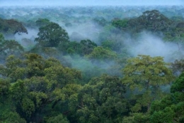 Hutan sebagai sumber hidup makhluk hidup. Foto dok: Yayasan Palung.