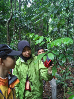 Belajar Identifikasi Tumbuhan Melalui Project Based Learning Di Taman Nasional Bukit Tiga Puluh, Riau--dokpri