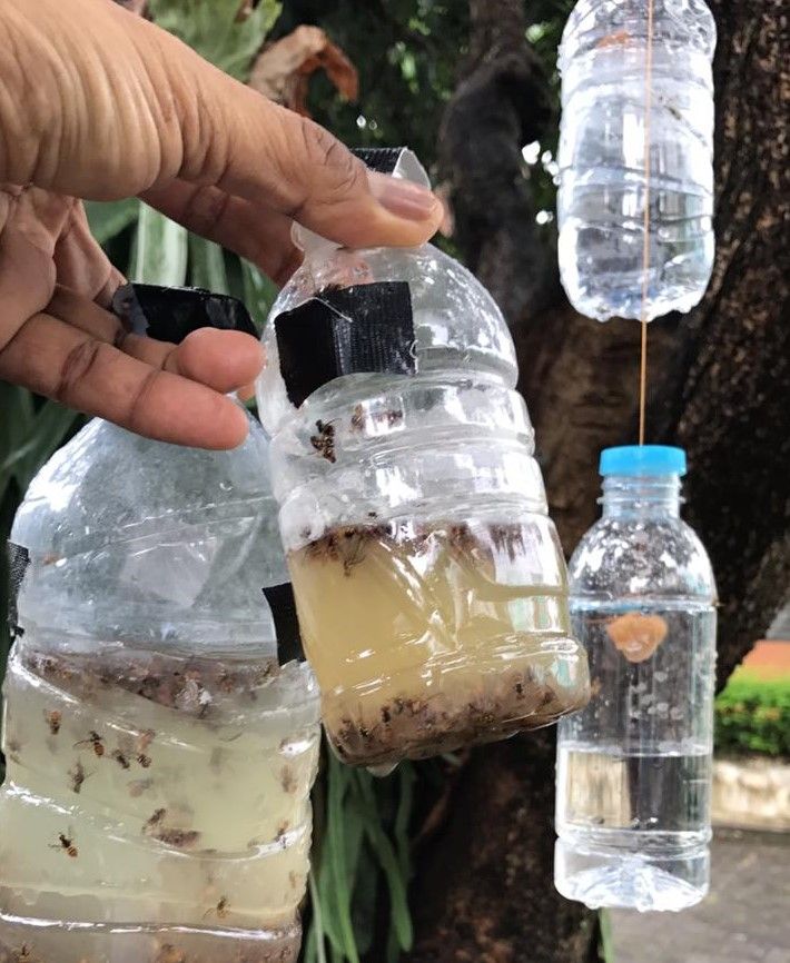 Hasil tangkap Lalat buah oleh Untung Sangaji. Dokpri
