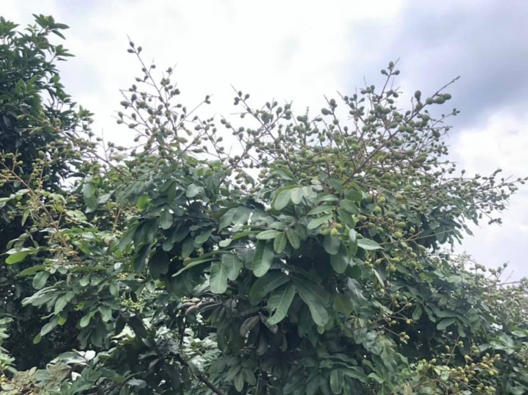 Pohon Klengkeng Pimpon di Kebun Untung Sangaji. Dokpri