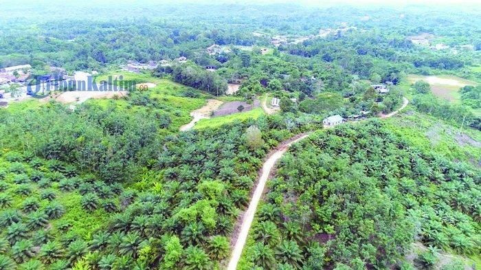 Kawasan Sotek, Kabupaten Penajam Paser Utara, Kalimantan Timur, dilihat dari udara. (HO) |gambar: Tribunnews.com