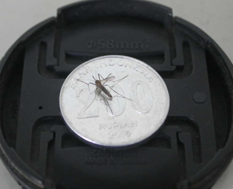 Nyamuk temannya Aedes aegypti (foto: ko in)