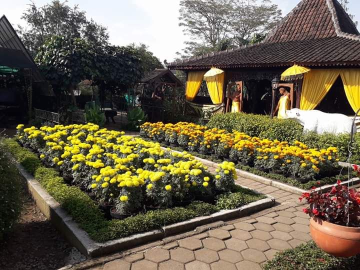 Taman Bunga Begonia, Lembang, Bandung. Dokumen pribadi