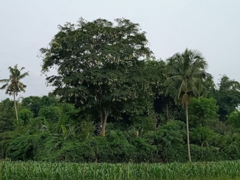 Pohon petai. Dokpri