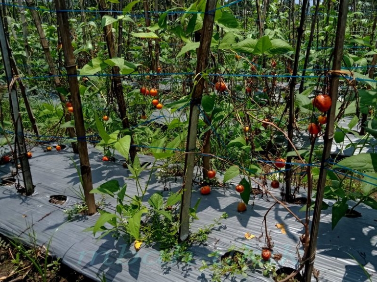 Hujan mendera justru menghancurkan tanaman tomat. Dokpri