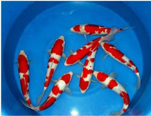 Ikan Koi Kohaku - Sumber gambar : www.gilakoi.com