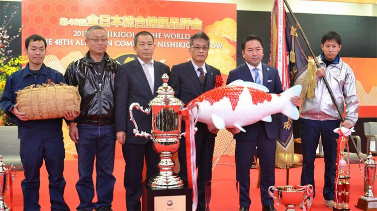 Kohaku seringkali tampil sebagai pemenang Grand Champion. Sumber Foto : www.hikari.info