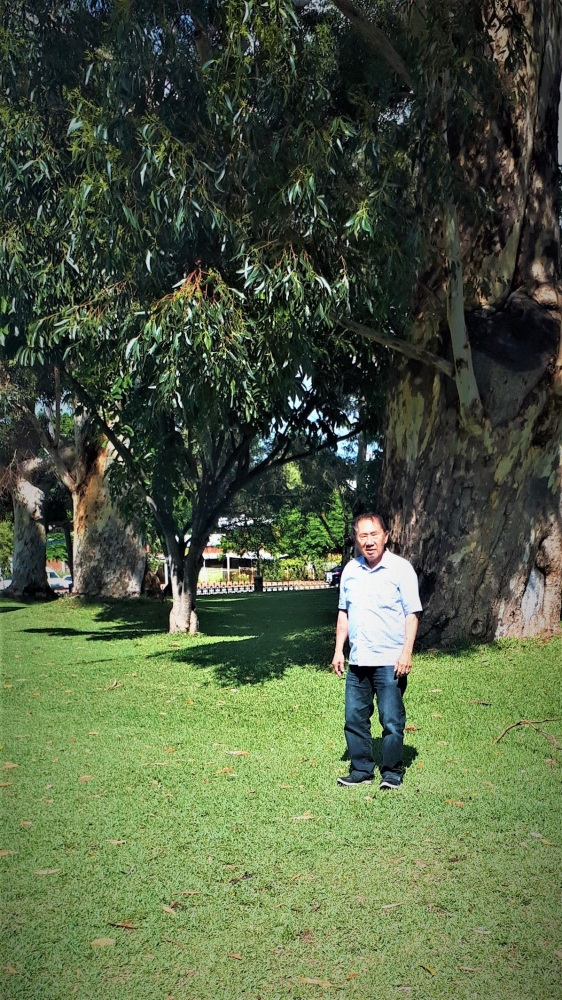 ket.foto: pohon Eucalyptus yang sarat makna,namun bisa patah tanpa sebab/dok.pri