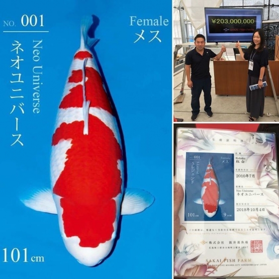 S Legend, Koi termahal di dunia. Ikan koi termahal di dunia (Sumber gambar : www.marugenkoifarm.com)