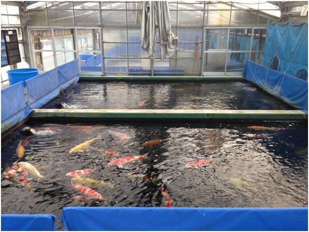 Cara Memelihara Ikan Koi Agar Cepat Besar Kompasiana com Cara Memelihara Ikan Koi Agar Cepat Besar Kompasiana com