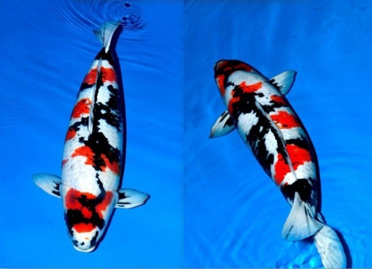 Oyagoi. Induk koi di Jepang badannya besar dan panjang. Sumber gambar nishikigoi.life