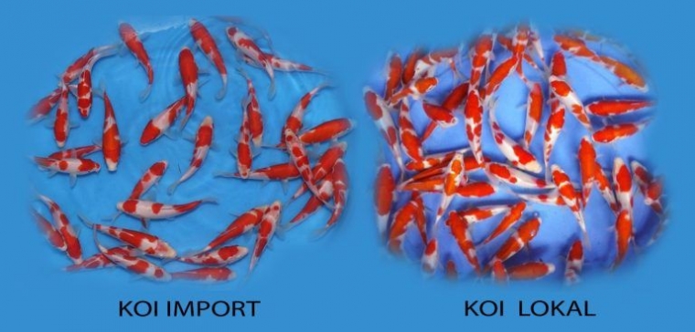 sumber gambar : www.gilakoi.com