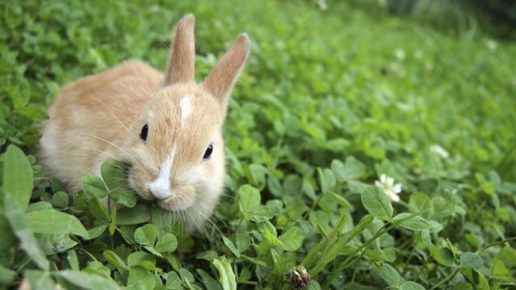 hobi memelihara kelinci | blog.elevenia.co.id
