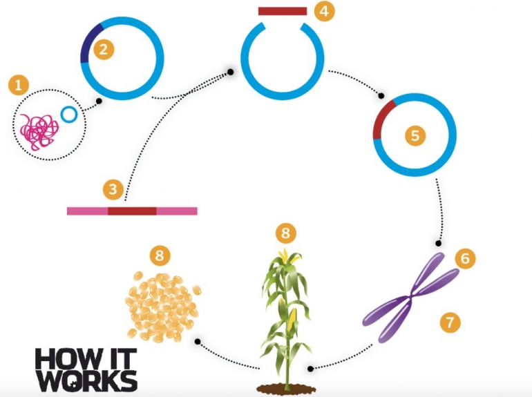 Charlie Evans on https://www.howitworksdaily.com/what-are-genetically-modified-organisms-gmos/