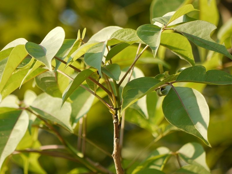 Tigaron atau Crataeva adansonii (wikimedia.org)