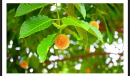 Ilustrasi foto pohon kina (lifestyle.okezone.com)