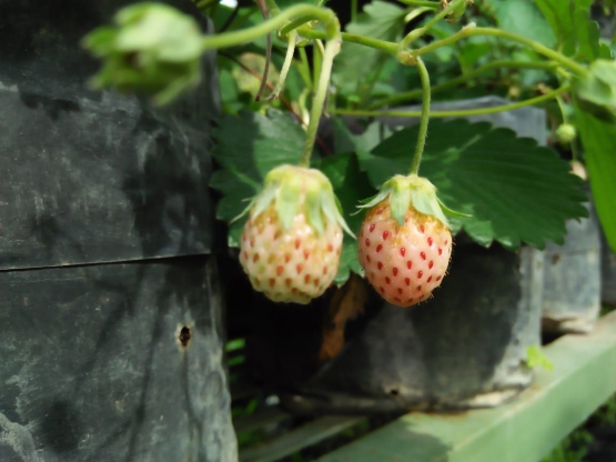Buah Strawberry (dokpri)