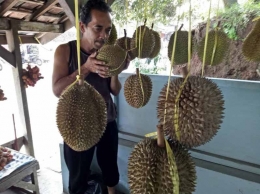 Ada aroma harum pada durian Sinapeul. Dokpri