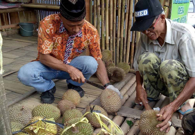 Durian Sinapeul nyaris tidak ada yang besar. Dokpri