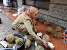 Penggemar durian Sinapeul langsung makan di tempat. Dokpri