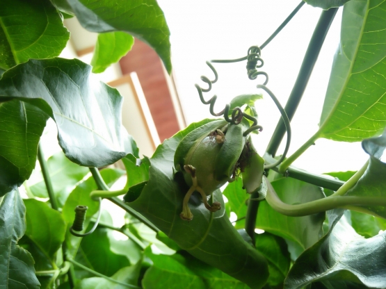 Buah Markisah (dokpri)