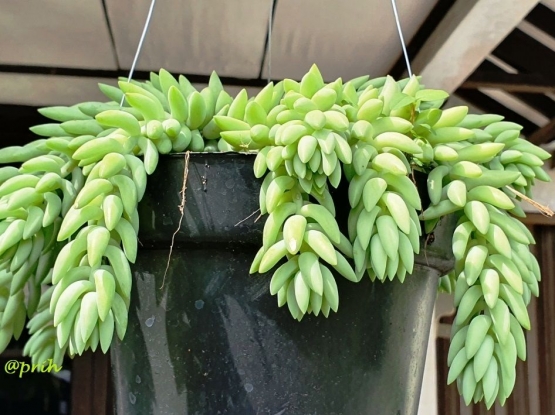 Seni Berkebun Pot Gantung Tanaman Hias Daun Halaman 2 Seni Berkebun Pot Gantung Tanaman Hias Daun Halaman 2