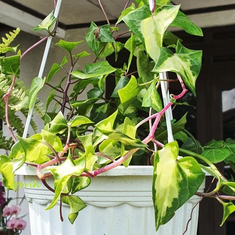 Ivy variegata (dok pri)