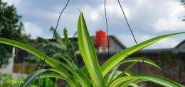 Lili paris spider plant (dok pri)