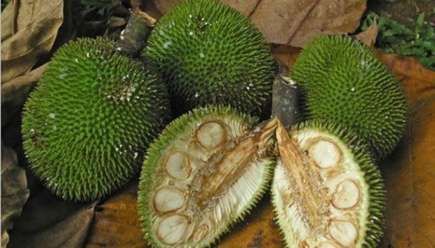 Sumber: Tempo