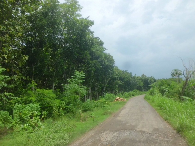 situasi tanah pinggira hutan ( dokpri)