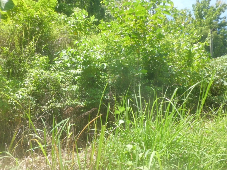 Ilalang Penting untuk hutan ( dokpri)
