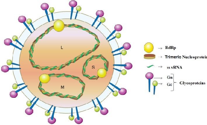 Ilustrasi Hantavirus, partikel, dan protein Hantavirus | semanticscholar.org