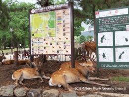 Dokumentasi pribadi | Nara Park dn si kijang totol yang bersantai dimanapun mereka mau .....