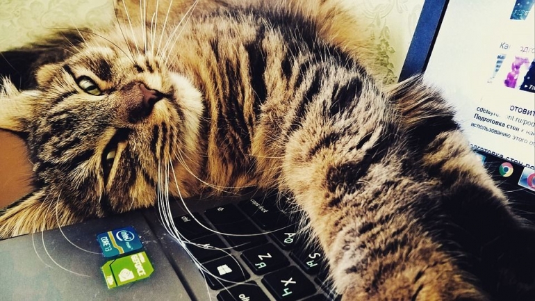 Para kucing susah membiarkan majikannya tenang bekerja di rumah (ilustrasi: pixabay)
